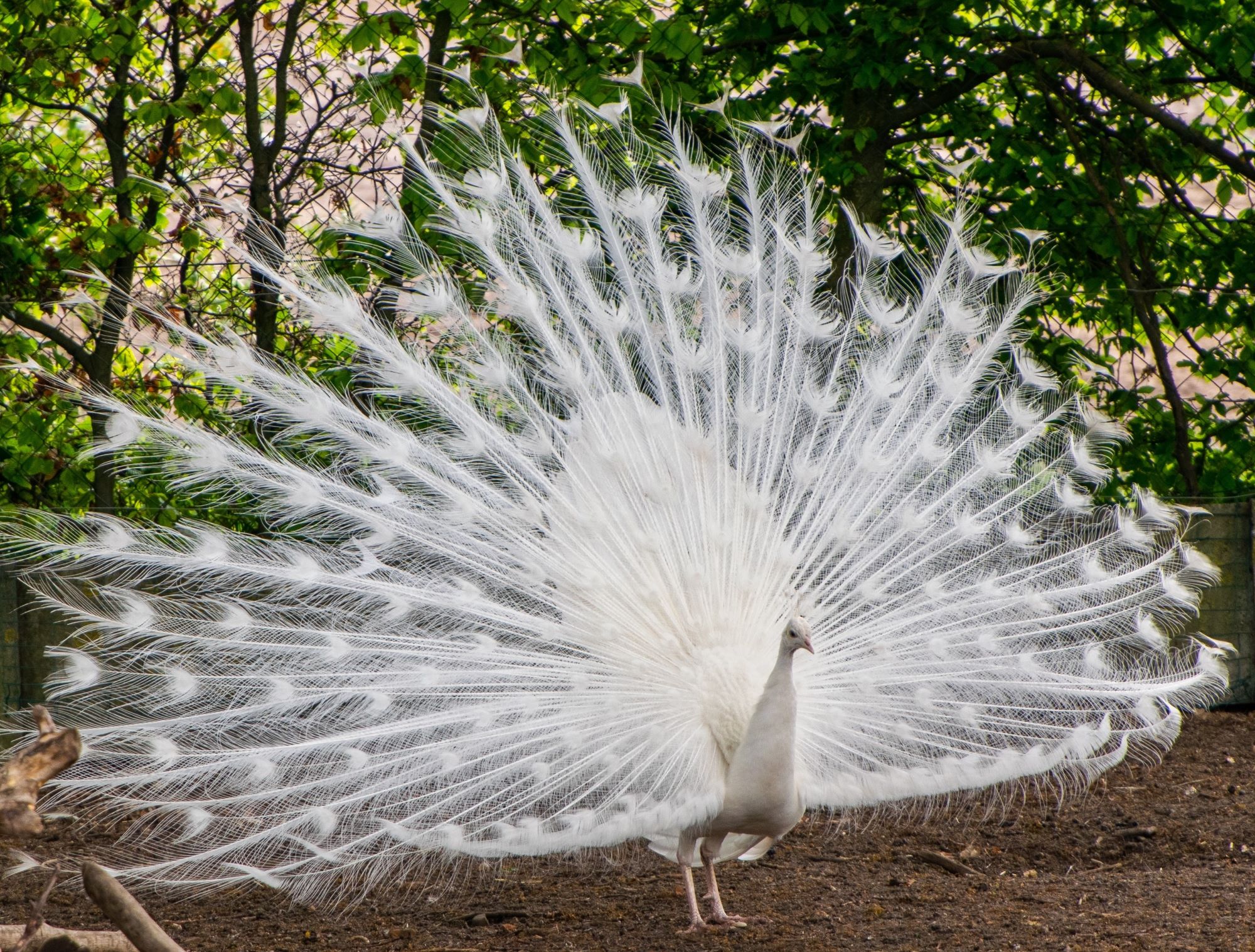 unique albino peacock